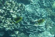 18th Sep 2011 - Racoon Butterfly Fish 