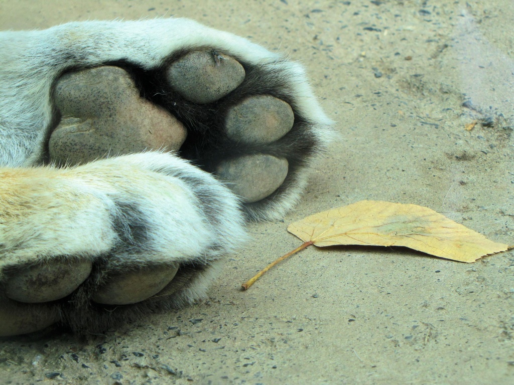 Tiger feet by maggie2