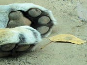 18th Sep 2011 - Tiger feet