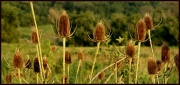 18th Sep 2011 - Field of teasels