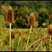 Field of teasels by mittens