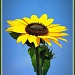 Sunflower   by judithdeacon