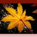 backlit leaf   by judithdeacon