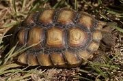 17th Sep 2011 - Desert Tortoise