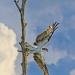 Osprey Taking Flight by twofunlabs