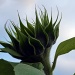 Wife's Sunflower by phil_howcroft