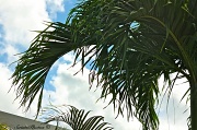 18th Sep 2011 - Sky and Fronds