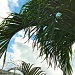 Sky and Fronds by stcyr1up