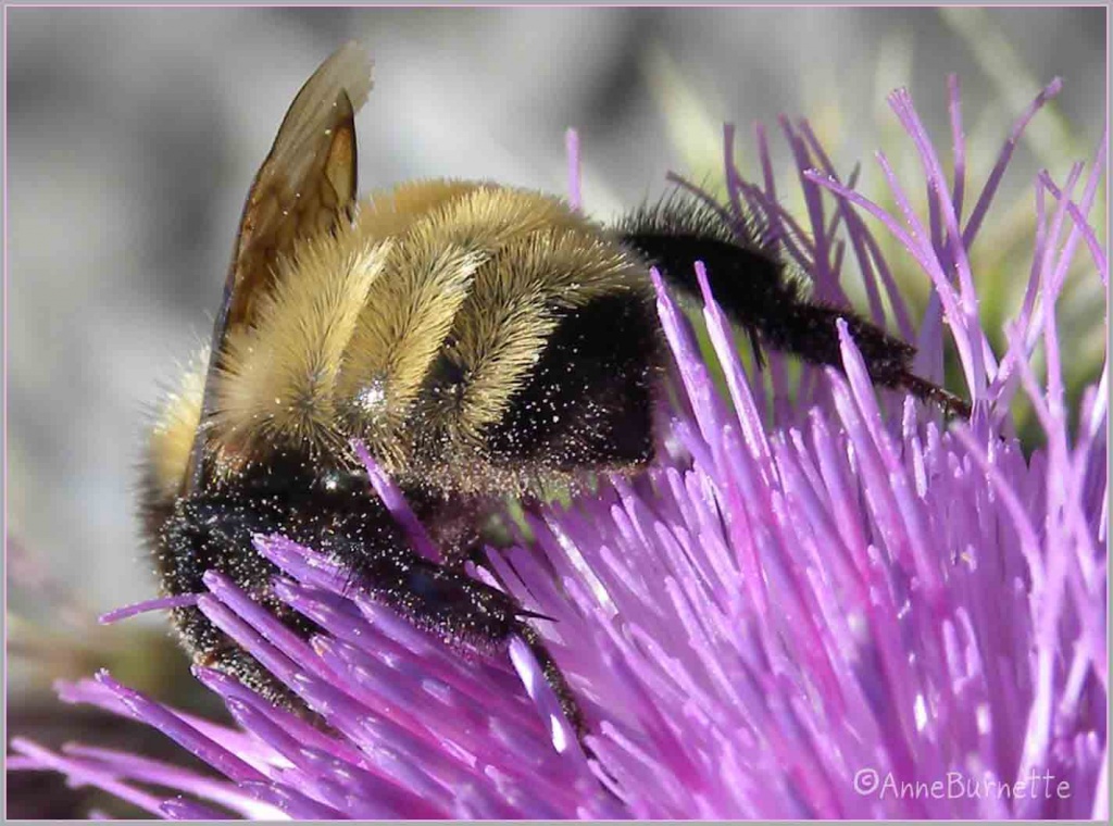 Bee Bum by sunnygreenwood