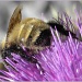 Bee Bum by sunnygreenwood