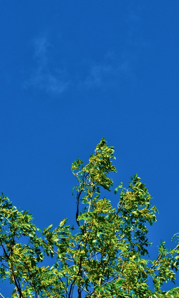 Tree, sky by manek43509