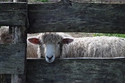 18th Sep 2011 - Who Are Ewe Looking At?