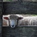 Who Are Ewe Looking At? by Weezilou