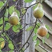 Old Deerfield pears by mjmaven