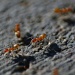 Devil Ants by kerristephens