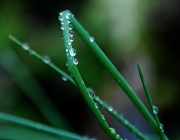 18th Sep 2011 - Raindrops on Chives
