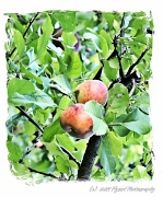 17th Sep 2011 - See Canyon Apples