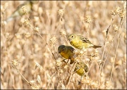 18th Sep 2011 - American Goldfinches