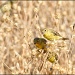 American Goldfinches by aikiuser