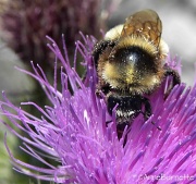 19th Sep 2011 - Beefront
