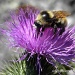 Beeside by sunnygreenwood