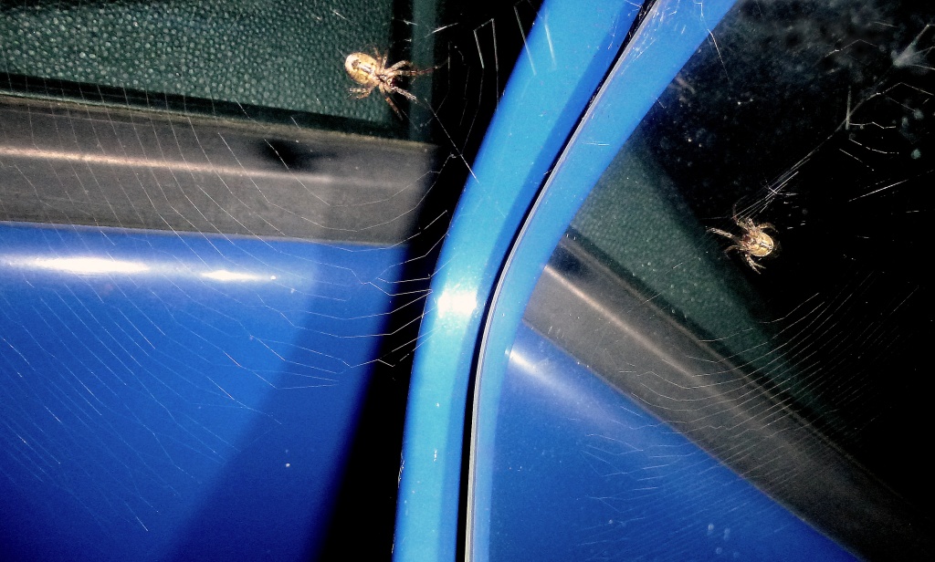 Mirror, mirror on the car - who's the fairest spider by far? by dulciknit