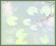 19th Sep 2011 - Lily Pads