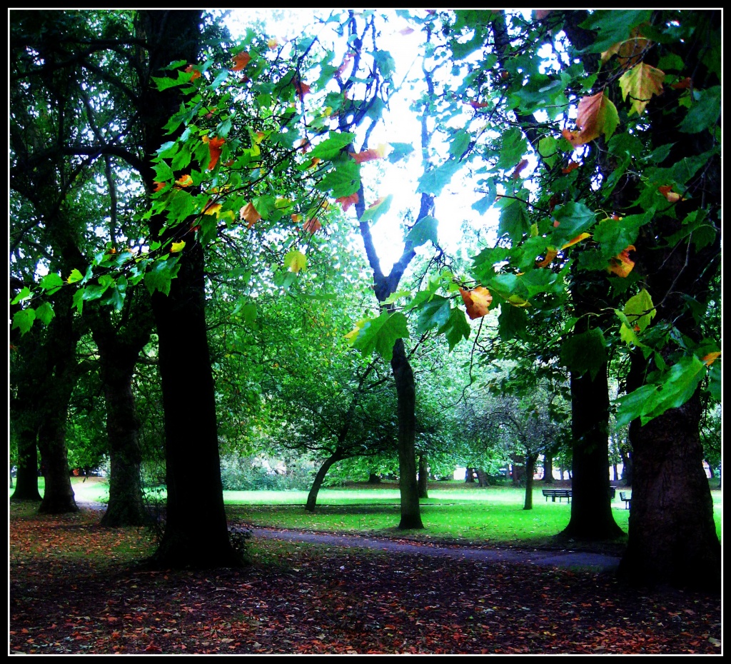 Whitworth park - colours of autumn by sarahhorsfall
