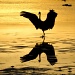 Egret Silhouette by twofunlabs