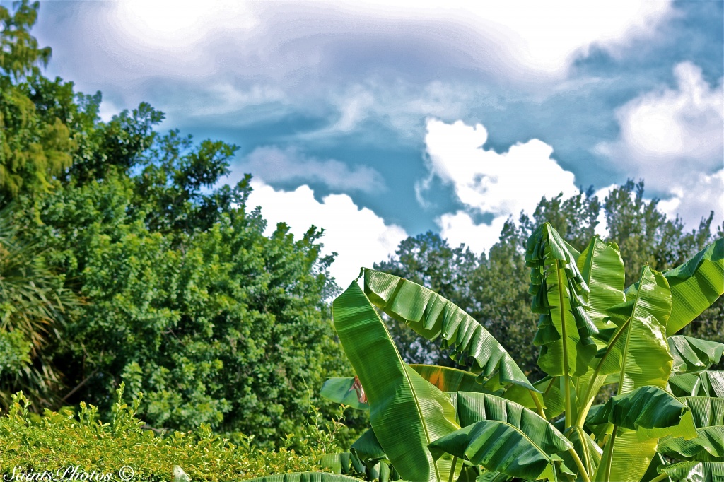 Clouds and banana leaves (plantains) by stcyr1up