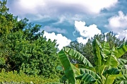 19th Sep 2011 - Clouds and banana leaves (plantains)