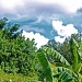Clouds and banana leaves (plantains) by stcyr1up