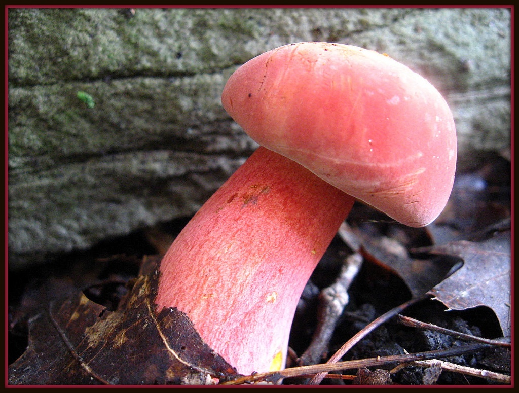 Red Mushroom by olivetreeann