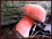 7th May 2011 - Red Mushroom