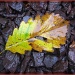 Rain-drenched Leaf by olivetreeann