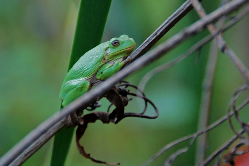 L'il Green Frog by dakotakid35