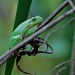 L'il Green Frog by dakotakid35