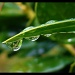 Raindrops by dmrams