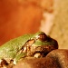 L'il Green Frog - Take 2 by dakotakid35