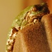 L'il Green Frog - Take 3 by dakotakid35