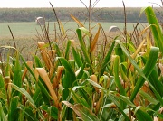 18th Sep 2011 - Corn and Hay
