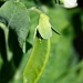 snow pea by corymbia