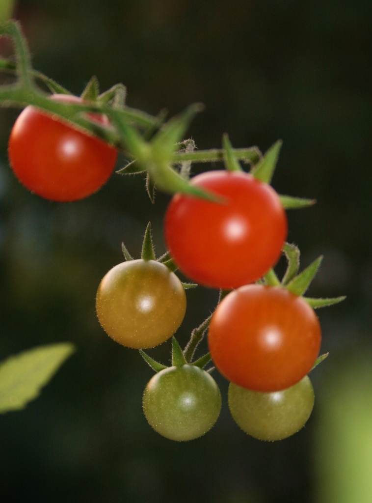 tomatoes by corymbia