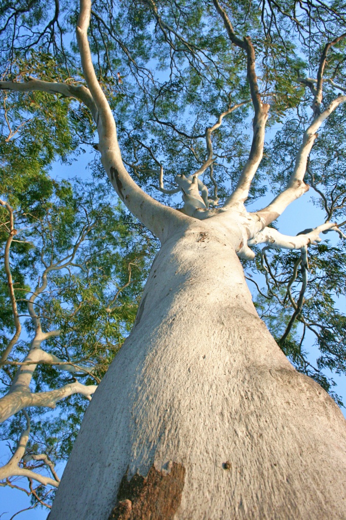 Eucalyptus tessellaris by corymbia