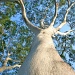 Eucalyptus tessellaris by corymbia