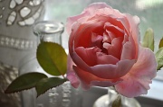 20th Sep 2011 - Last Rose of the Summer