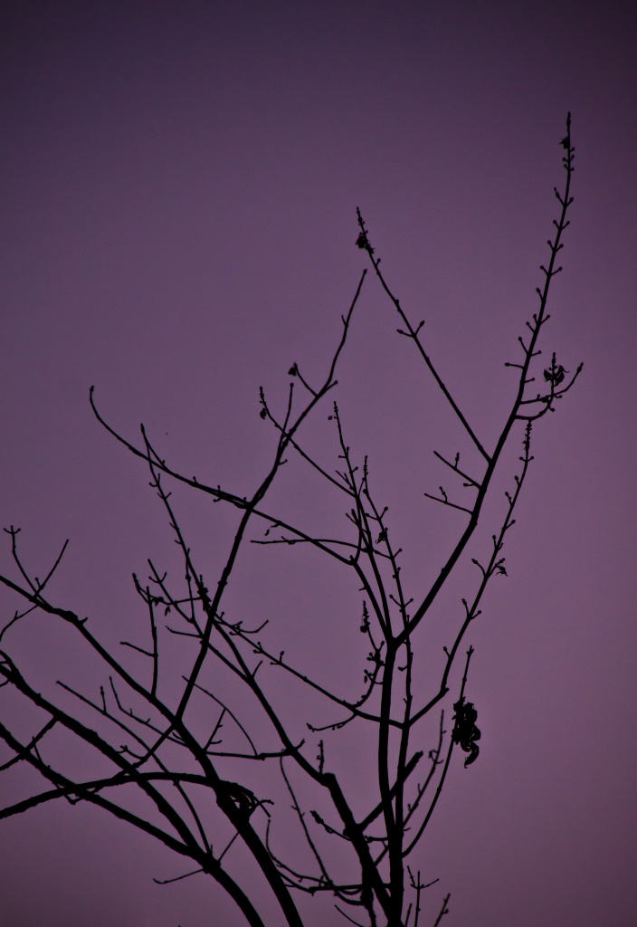 Bare Branches by jbritt