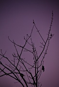 20th Sep 2011 - Bare Branches