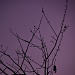 Bare Branches by jbritt