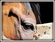 21st Sep 2011 - Retired Racehorse, Rocky